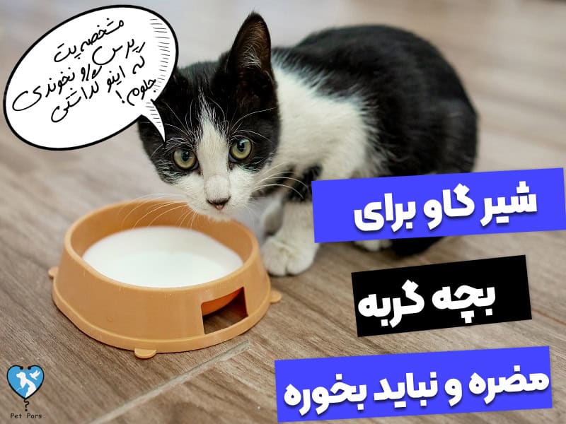 آیا می‌توان به بچه گربه شیر گاو داد