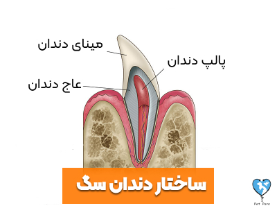 ساختار دندان سگ