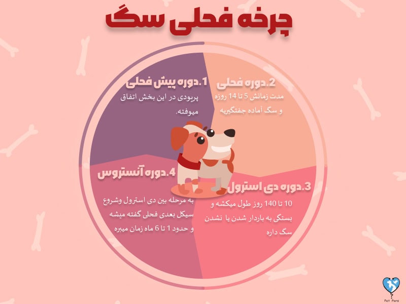 دوره فحلی سگ