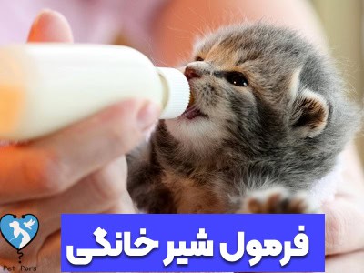 فرمول ساخت شیر خانگی بچه گربه