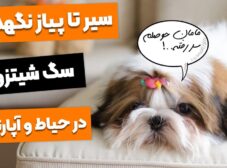 8 نکته مهم برای نگهداری سگ شیتزو در خانه و آپارتمان!