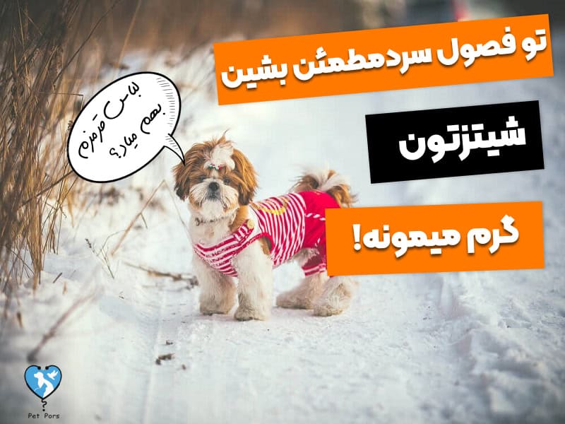 نگهداری سگ شیتزو در زمستان
