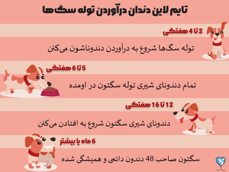 زمان افتادن دندان شیری سگ