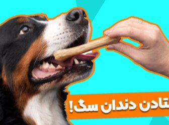 4 علت افتادن دندان سگ؛ چه زمانی دندان سگ بالغ میوفته؟