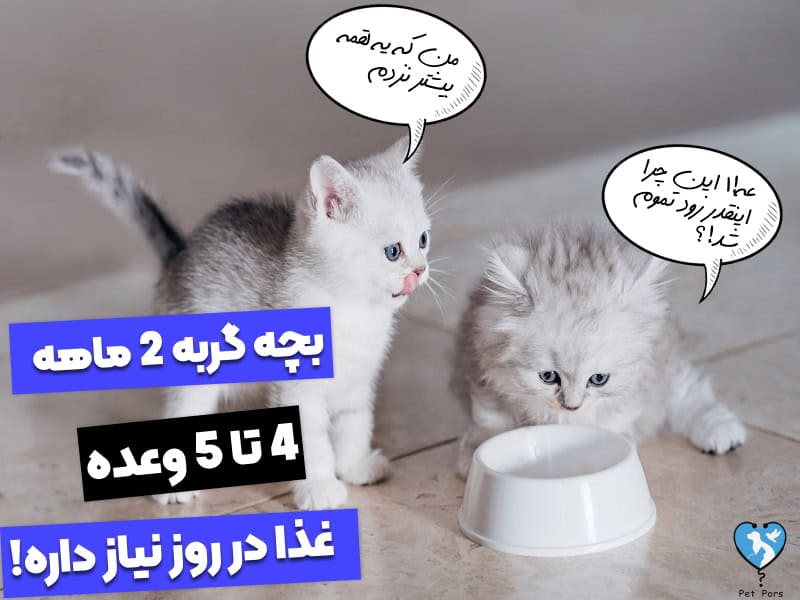 دفعات تغذیه گربه دوماهه