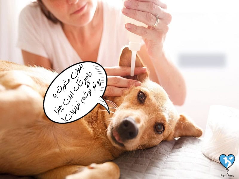 چه آنتی بیوتیکی برای عفونت گوش سگ خوبه
