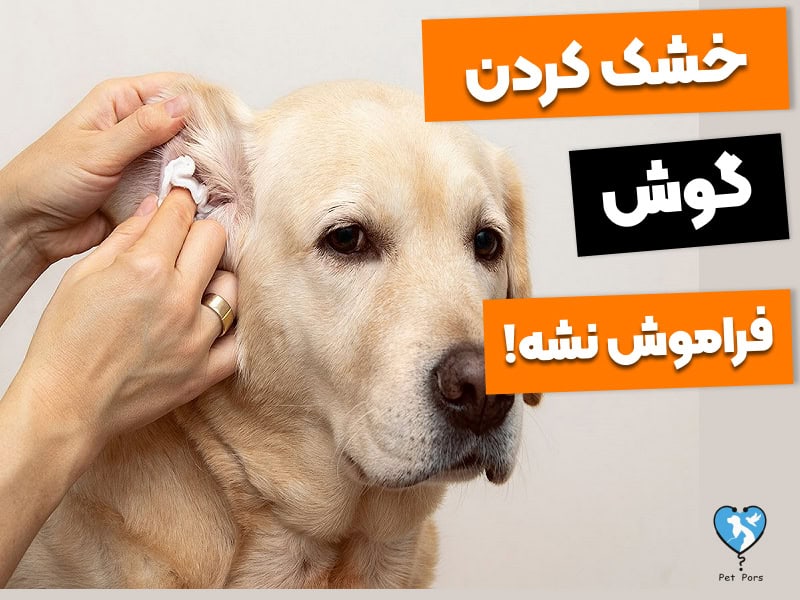 تمیز کردن گوش عفونت کرده سگ