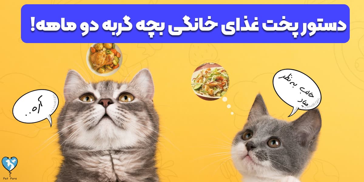 دستور پخت غذای خانگی گربه دو ماهه