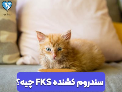 آشنایی با سندروم گربه ضعیف و پژمرده