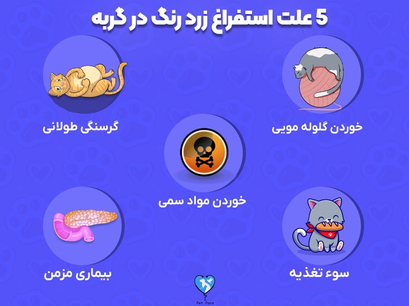 5 علت استفراغ زرد گربه