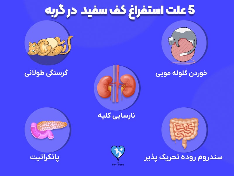 5 علت کف بالا آوردن گربه