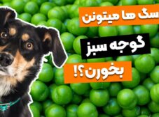 با خطرات کشنده گوجه سبز برای سگ آشنا بشین!