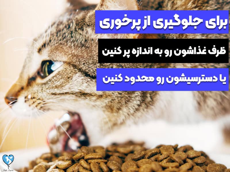 جلوگیری از استفراغ گربه بعد از خوردن غذا