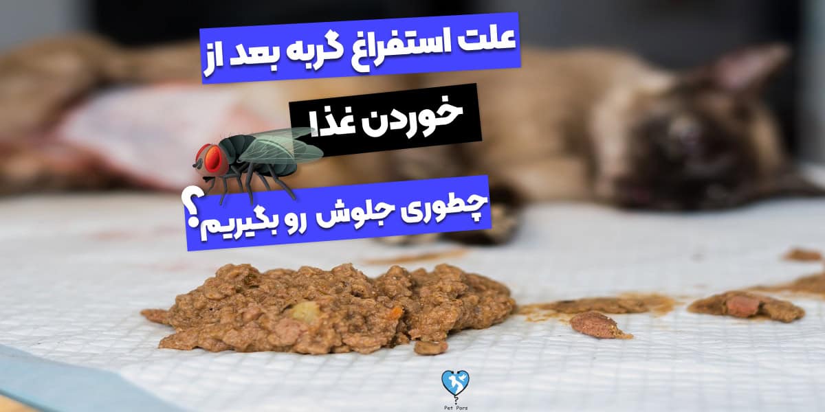 علت بالا آوردن گربه بعد از غذا