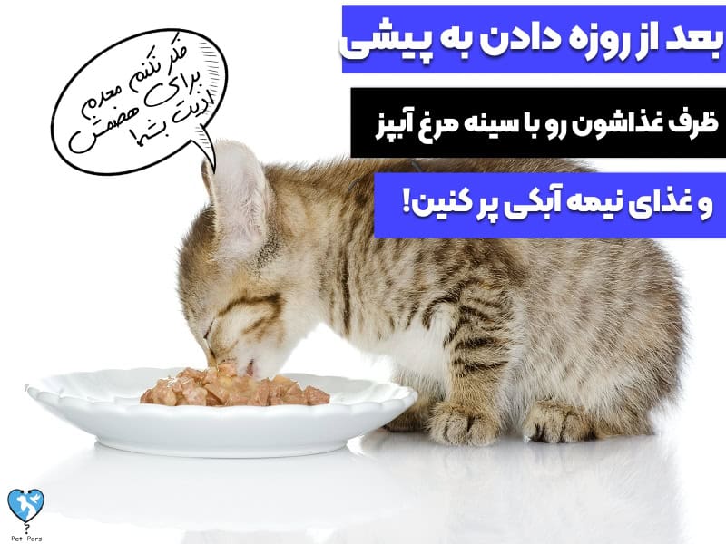 رژیم غذایی مناسب بالا آوردن بچه گربه