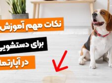 6 نکته ضروری برای آموزش دستشویی سگ در آپارتمان!