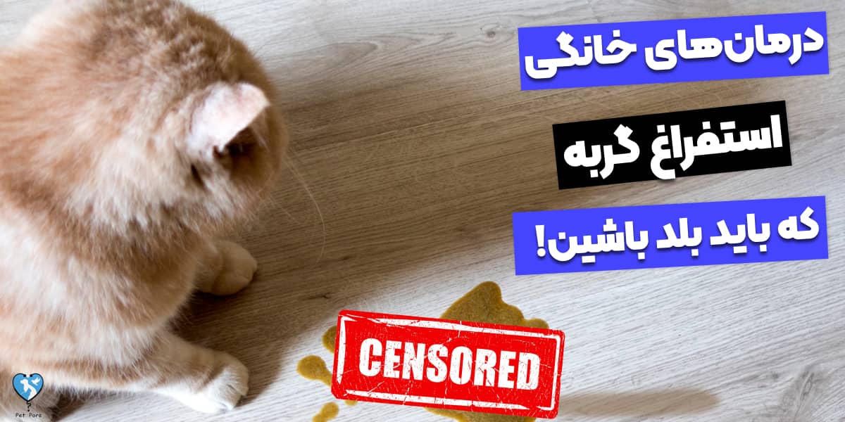 5 روش درمان خانگی استفراغ گربه که باید بلد باشین