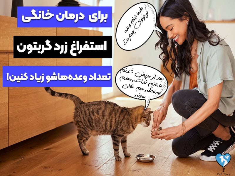 درمان خانگی استفراغ زرد گربه