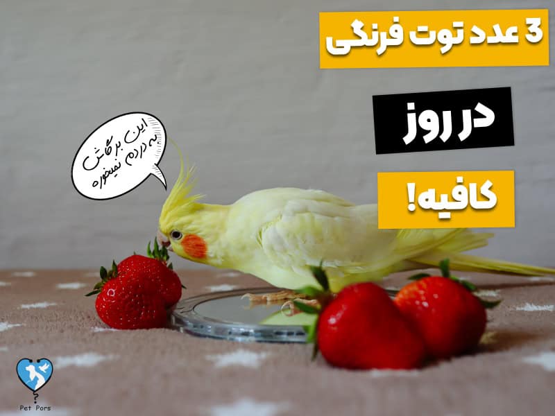 چطور توت فرنگی رو به عروس هلندی بدیم؟