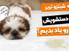 تربیت سگ شیتزو تریر برای دستشویی تو خونه و حیاط!