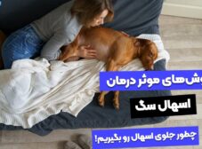 انواع روش‌های درمان اسهال سگ + 4 روش درمان خانگی