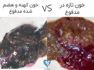 انواع اسهال خونی سگ