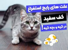 10 علت کف بالا اوردن گربه به همراه درمان خانگی آن!