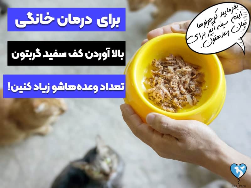 درمان خانگی کف بالا آوردن گربه 