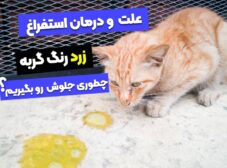 7 علت استفراغ زرد گربه؛ چطور درمانش کنیم؟