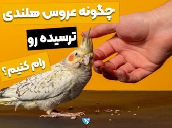 چگونه عروس هلندی ترسیده را رام کنیم؟ تنها در 5 قدم!