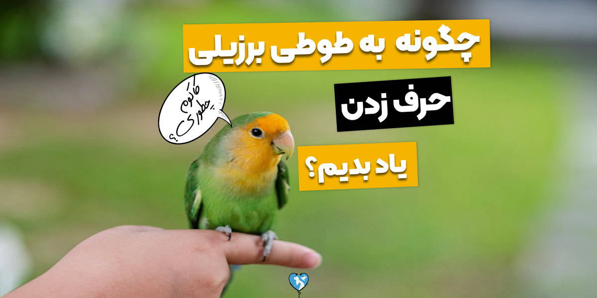 چگونه طوطی برزیلی را سخنگو کنیم