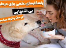 4 قدم برای درمان بی اشتهایی سگ و توله سگ