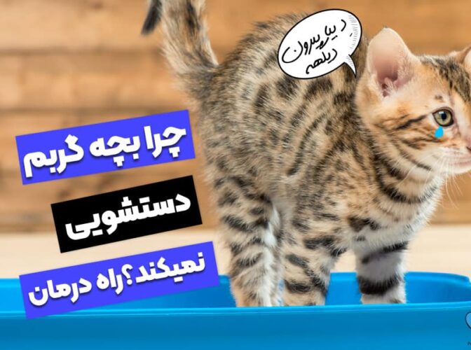 چرا بچه گربه دستشویی نمیکند