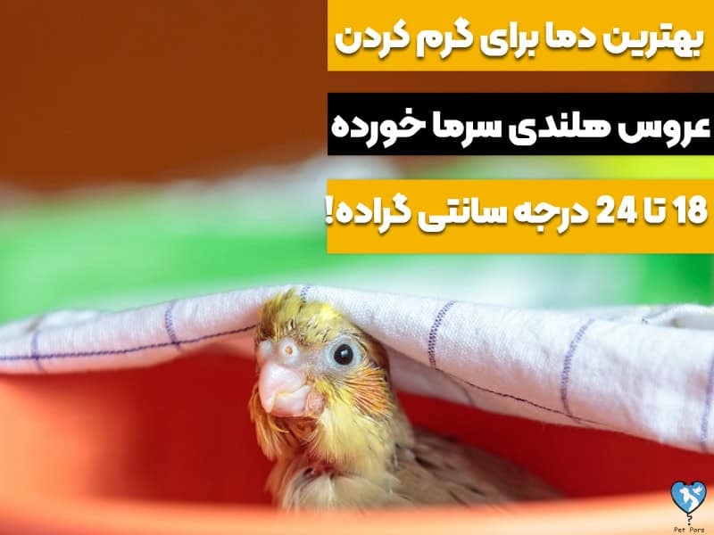 درمان خانگی سرما خوردگی عروس هلندی با گرم نگه داشتنش