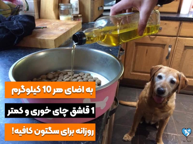 مقدار مجاز روغن زیتون برای سگ