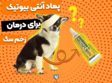 7 تا از بهترین پماد آنتی بیوتیک برای زخم سگ