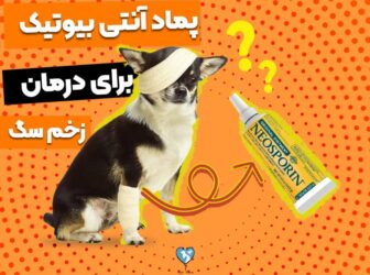 7 تا از بهترین پماد آنتی بیوتیک برای زخم سگ