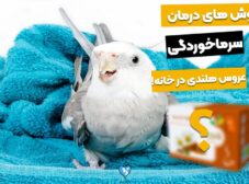 درمان خانگی سرماخوردگی عروس هلندی با 7 روش!