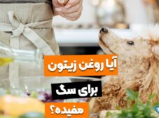 6 فایده روغن زیتون برای سگ!