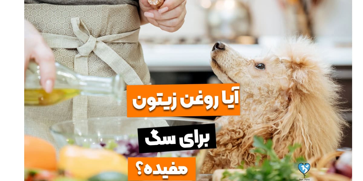 روغن زیتون برای سگ