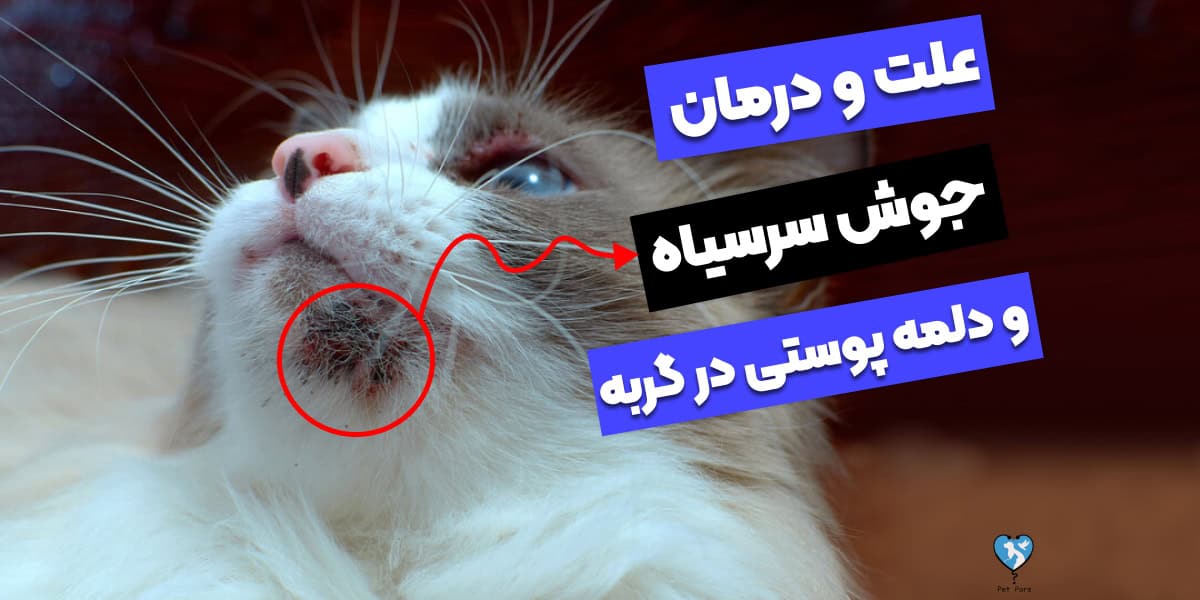 جوش و دلمه پوستی در گربه